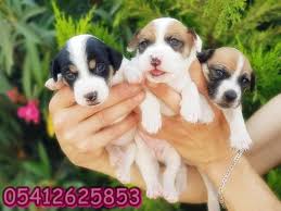 Satilik Jack Russell Teriyer Yavru Kopek Kopek