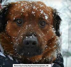 Pets4homes is the uks most popular free pet advertising site for pets for adoption. Adopt 84 Tony 1 Adopted On Petfinder Animal Help Adoption Golden Retriever Red