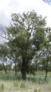 Image result for Erythrophleum africanum