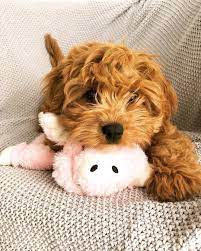 Everything You Need To Know About A Cavapoo Cavapoo Cavapoopuppies Cutepuppies Dogs Dogbeast Cavapoo Puppies Poodle Puppy Cavapoo