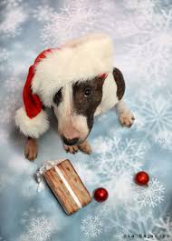 Pin By Lxn Photography Lianna Xiaok On Animals And Holidays Holiday Animals