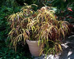 Image result for Croton gossweileri