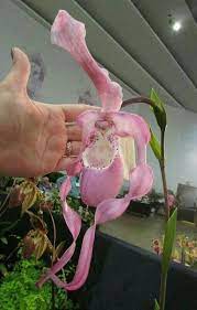 Pin On Exotic Flowers