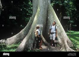 Image result for Ceiba