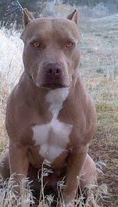 Get Your Monthly Bullymake Box For Your Bully Click Here For Details Dog Breeds Pitbull Lover Dogs