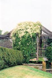 Flowering vines for shade ontario. Silver Lace Vine Polygonum Aubertii In Burlington Waterdown Dundas Ontario Ontario On At Connon Nurseries