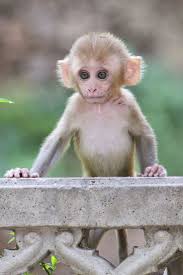 Get the latest in little monkeys. How Much Would A Baby Monkey Cost Peepsburgh