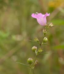 Image result for Geigeria filifolia
