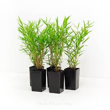 Image result for Pogonatherum paniceum