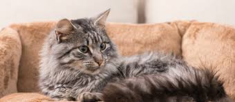 Kedi Satin Almak Kedi Sahiplenmek Suzionline