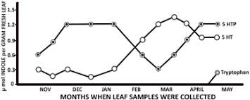 Image result for Voacanga pachyceras