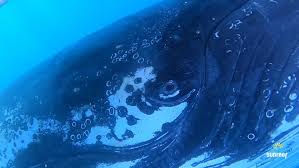 Incredible Encounter Between Group Of Swimmers And Adult Humpback Whale Captured In Breathtaking Video