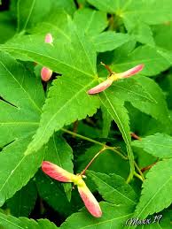 Image result for Rytigynia sp. F