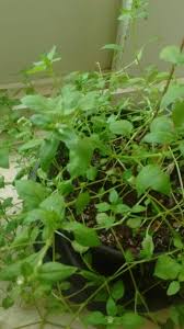 Botanical illustration of a ginger plant with three ginger flowers and two leaves, also with a ginger root and four cut slices. Invasive Herb W Tiny White Flowers Gardening Landscaping Stack Exchange