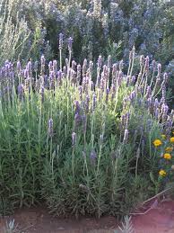 Maybe you would like to learn more about one of these? Pin On Mediterranean Backyard