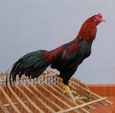 Raja farhan 117.380 views6 years ago. Ciri Ciri Ayam Bangkok Asli Ayam Juara Ayam Jantan Kucing Besar Ayam