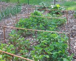 Bird Netting For Blueberries Lowes Pin By Jeanne Massey On Gardens Garden Structures Garden Netting Growing Strawberries