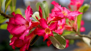 Penting mengetahui nama bunga / tumbuhan maupun hewan untuk menghindari kesalahan. 6 Tanaman Hias Pembawa Keberuntungan Yang Cocok Jadi Kado Imlek Lifestyle Liputan6 Com