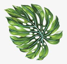 In totday's watercolor painting tutorial, i made a simple, easy and quick palm trees leaves sunset scene. Palm Leaf Palmtrees Palmtree Freetoedit Tropical Palm Leaves Art 735x700 Png Download Pngkit