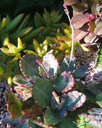 Image result for Kalanchoe humilis