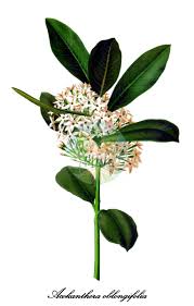 Image result for Acokanthera schimperi