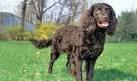 American Water Spaniel - Wikipedia