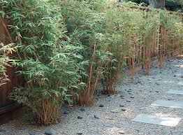 Bamboo is a favourite screening plant. 10 Bamboo Landscaping Ideas Garden Lovers Club