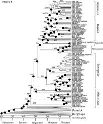 Image result for Acacia welwitschii