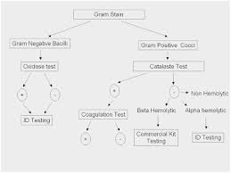 56 scientific bacillus flowchart