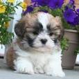 Mal-Shi Puppies For Sale - Mal-Shi Dog Breed Profile ...