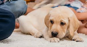 Training your puppy to go into his crate on cue when to let your puppy out of the crate at night crate training is a great way to speed up potty training if the puppy is crated for short periods of time at the right times during the day. How To Potty Train A Puppy Easy To Follow Steps And Troubleshooting