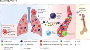 We did not find results for: Frontiers Monocytes And Macrophages In Covid 19 Immunology