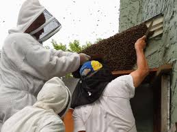 Does anyone have any better ideas on how i can get rid of this hive please? Swarm Chasers Are Here To Rescue Bees Winnipeg Free Press Homes
