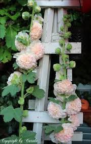 Hollyhock plants grow best in hardiness zones from 3 to 9 and require at least partial sunlight for healthy growth. How To Grow Peaches N Dreams Hollyhock Beautiful Flowers Flower Garden Biennial Plants