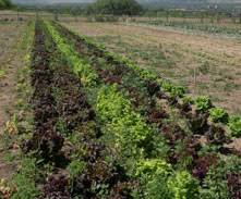 The box, the irrigation system, the vegetables. 1812 Raised Beds Versus Rows Planttalk Colorado