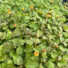 Image result for Acmella