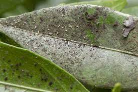 Black mold (often called sooty mold) is a fungus that infects bushes, coating the leaves and branches with a thin layer of dark gray or black mold. Stop Sooty Mold Fungus From Attacking Your Plants Gardener S Path