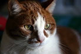 Female cat owners, in contrast, were nearly three times as likely to have died of lung cancer as women. Cancers Tumors In Cats Hill S Pet