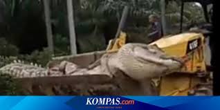 We did not find results for: Diyakini Dari Kerajaan Siluman Kepala Buaya Raksasa Dipotong Halaman All Kompas Com