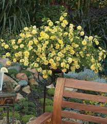 Pin On Single Plants For Containers