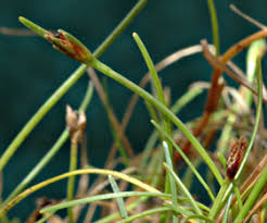 Image result for Isolepis fluitans