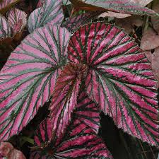 Image result for Begonia subscutata