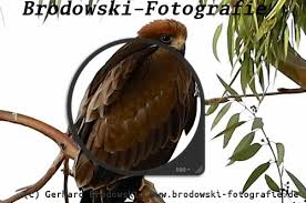 Check spelling or type a new query. Die Vogelfeder Federn Bestimmen Federkleid Aufbau Dunenkleid Bilder