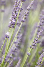 Image result for Thomandersia