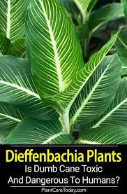 Dieffenbachia Care How To Grow The Dumb Cane Plant Dumb Cane Plant Plants Dieffenbachia Care