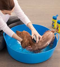 Make sure the nonslip bathmat is secure. How To Make Bath Time Fun For Dogs Furminator