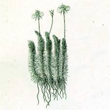 Image result for Mayaca baumii