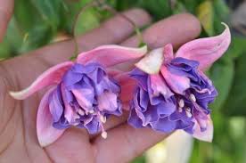 Pin Van Fuksii V Ukraine Op Http Fuchsia Com Ua