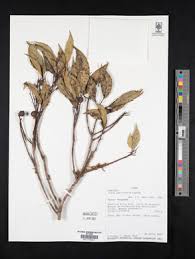 Image result for Ficus amadiensis