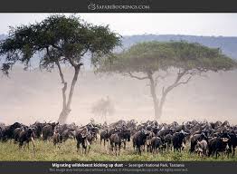 Serengeti Weather Climate Climate Chart